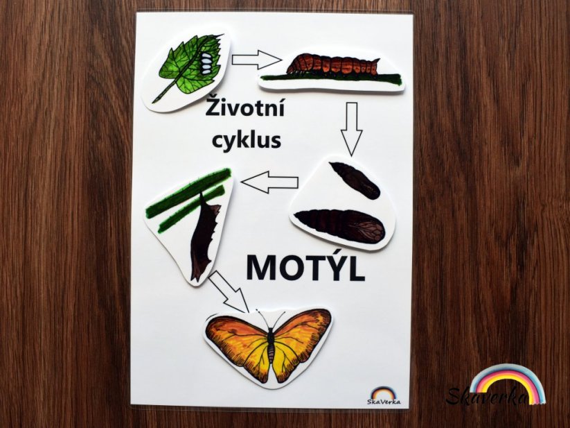 Životní cyklus motýla – stíny - Varianta: PDF
