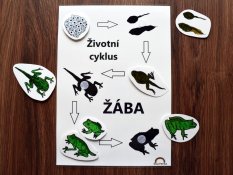 Životní cyklus žáby – stíny