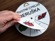 Životní cyklus v kolečku - Beruška (pdf)