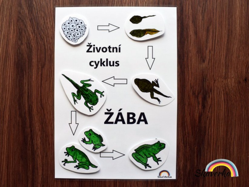 Životní cyklus žáby - stíny