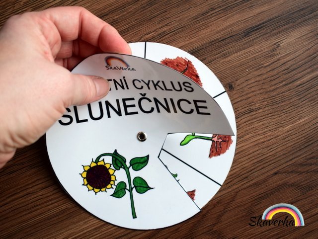Životní cyklus v kolečku – Slunečnice