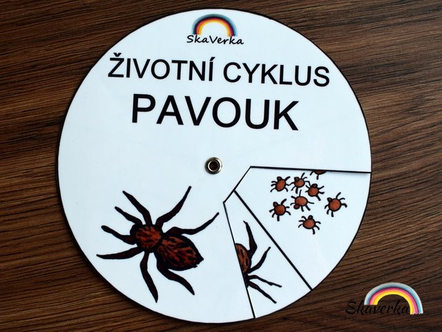 Životní cyklus v kolečku – Pavouk