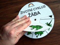 Životní cyklus v kolečku – Žába
