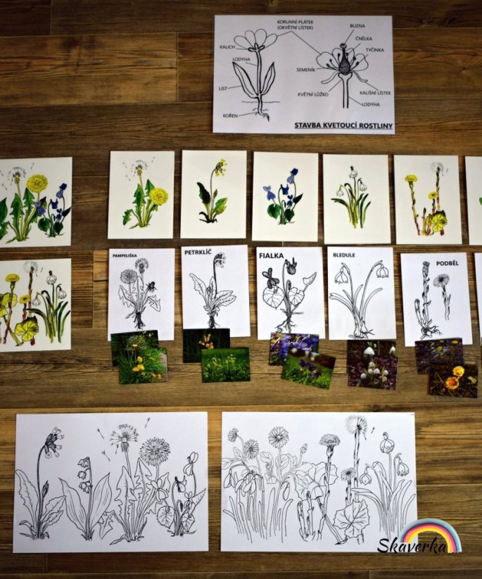 Poznej jarní květiny