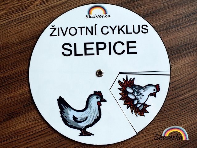 Životní cyklus v kolečku – Slepice