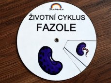 Životní cyklus v kolečku – Fazole