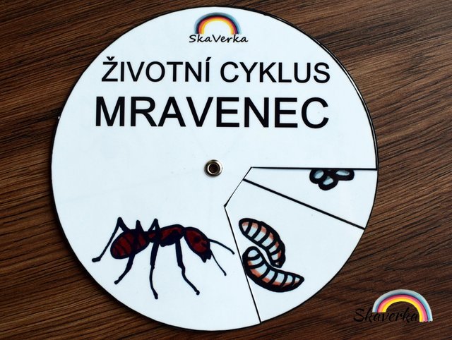 Životní cyklus v kolečku – Mravenec
