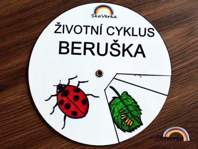 Životní cyklus v kolečku – Beruška - Varianta: PDF