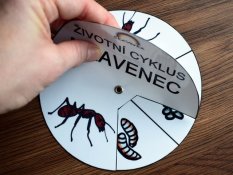 Životní cyklus v kolečku – Mravenec
