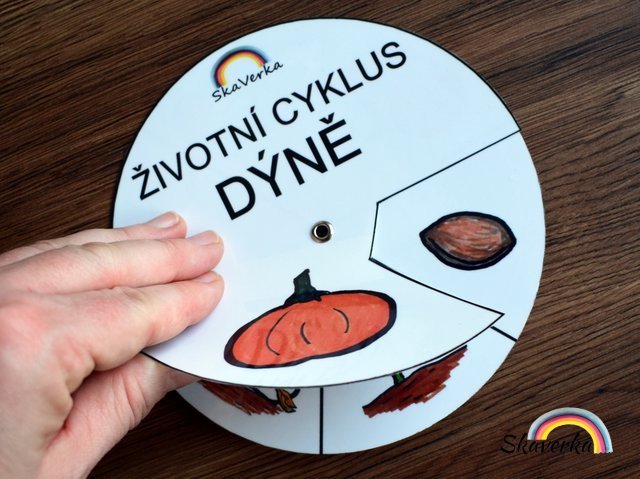 Životní cyklus v kolečku – Dýně - Varianta: Zhotovené