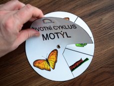 Životní cyklus v kolečku - Motýl