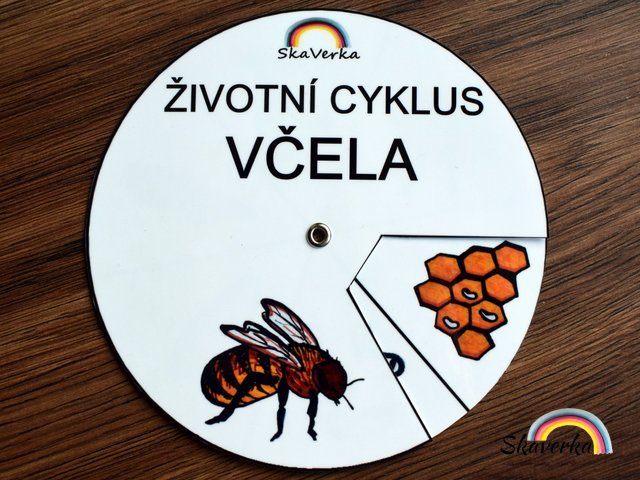 Životní cyklus v kolečku – Včela
