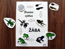 Životní cyklus žáby – stíny