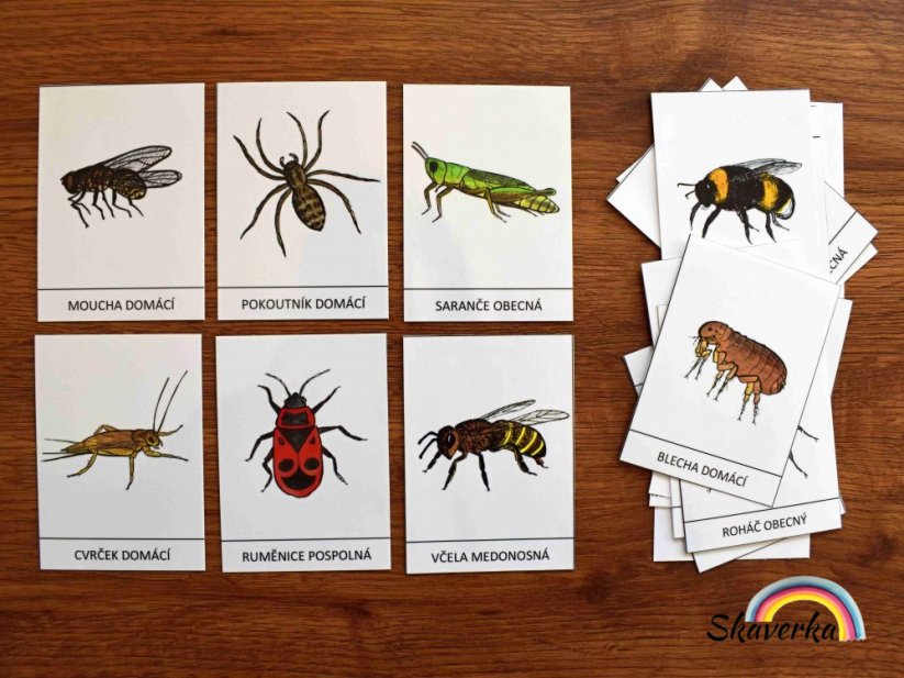 Výukové karty - Hmyz