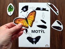 Životní cyklus motýla – stíny