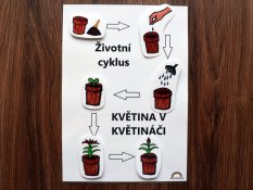 Životní cyklus květiny – stíny