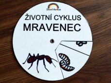 Životní cyklus v kolečku – Mravenec