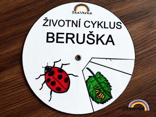 Životní cyklus v kolečku - Beruška (pdf)