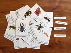 Výukové karty - Hmyz
