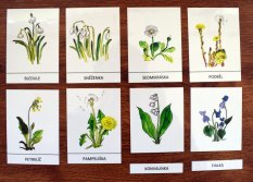 Výukové karty - Jarní květiny (pdf)