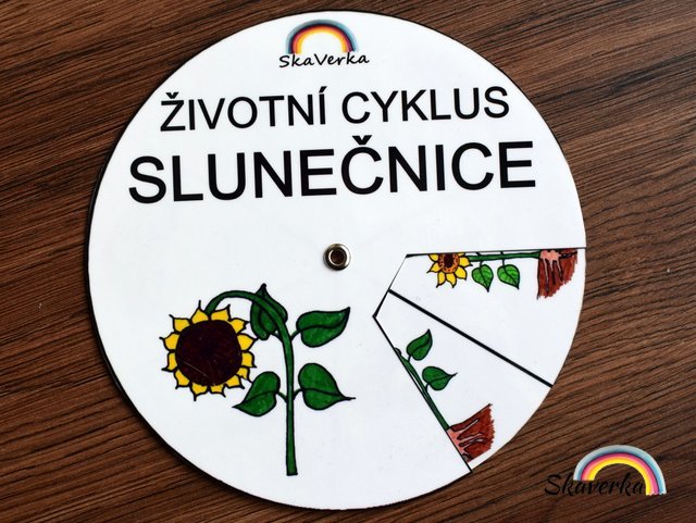 Životní cyklus v kolečku – Slunečnice