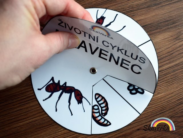 Životní cyklus v kolečku – Mravenec
