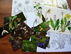 Poznej jarní květiny