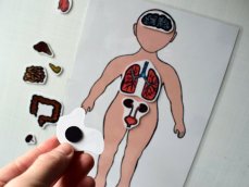 Poznej lidské tělo – Orgány na magnetky
