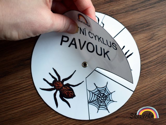 Životní cyklus v kolečku – Pavouk
