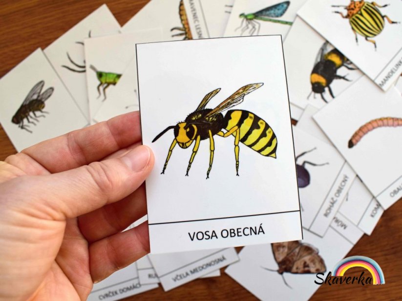 Výukové karty - Hmyz (pdf)