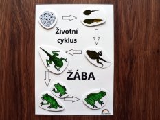 Životní cyklus žáby – stíny
