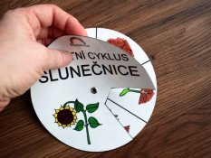 Životní cyklus v kolečku – Slunečnice