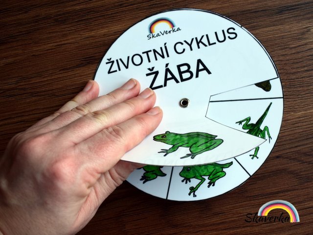 Životní cyklus v kolečku – Žába