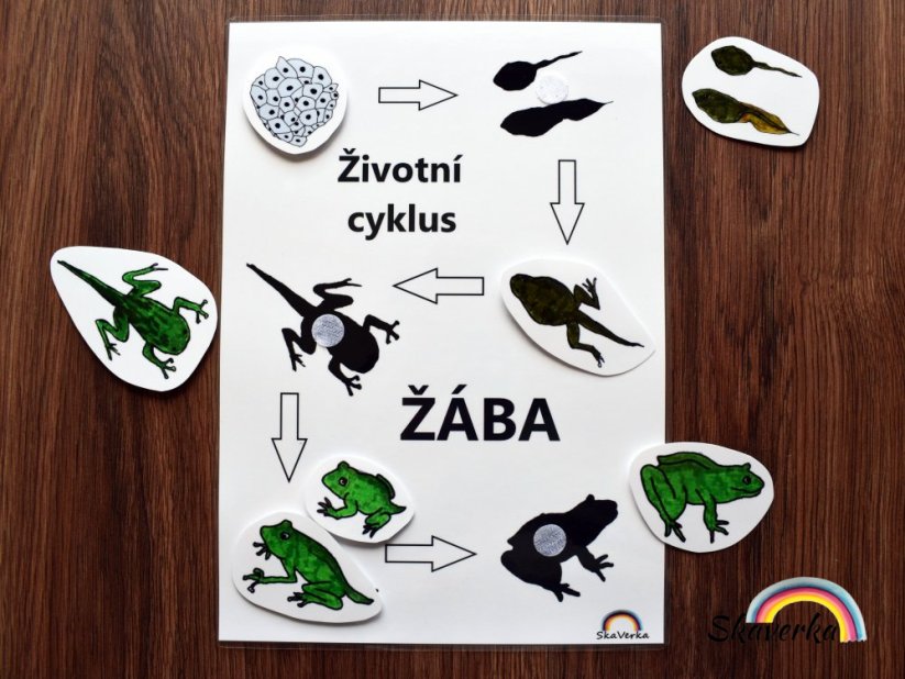 Životní cyklus žáby – stíny - Varianta: PDF