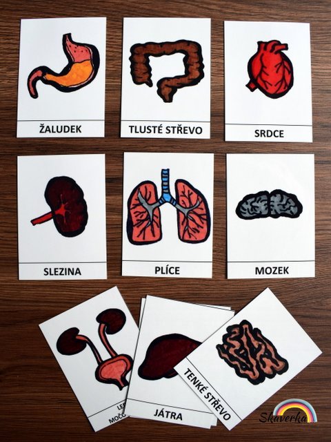 Výukové karty - Poznej lidské tělo – Orgány
