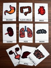 Výukové karty - Poznej lidské tělo – Orgány