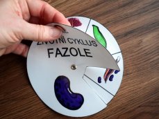 Životní cyklus v kolečku – Fazole