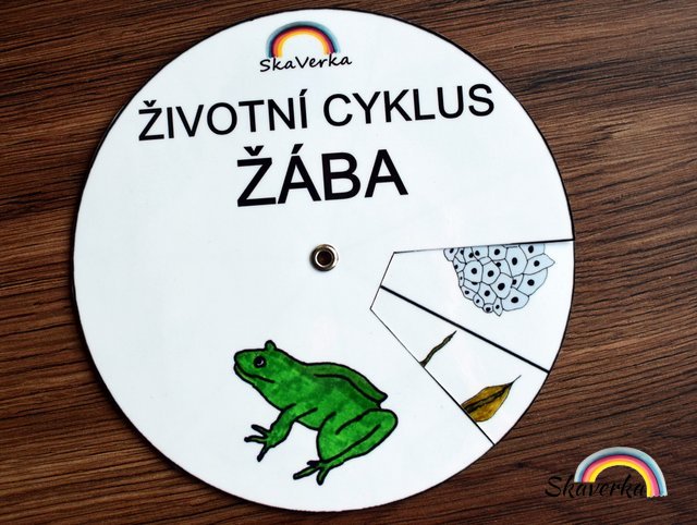 Životní cyklus v kolečku – Žába - Varianta: PDF