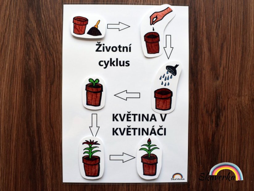 Životní cyklus květiny – stíny