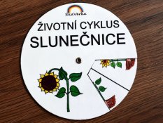 Životní cyklus v kolečku - Slunečnice (pdf)
