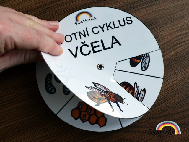 Životní cyklus v kolečku – Včela