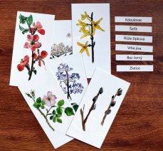 Výukové karty - Kvetoucí keře