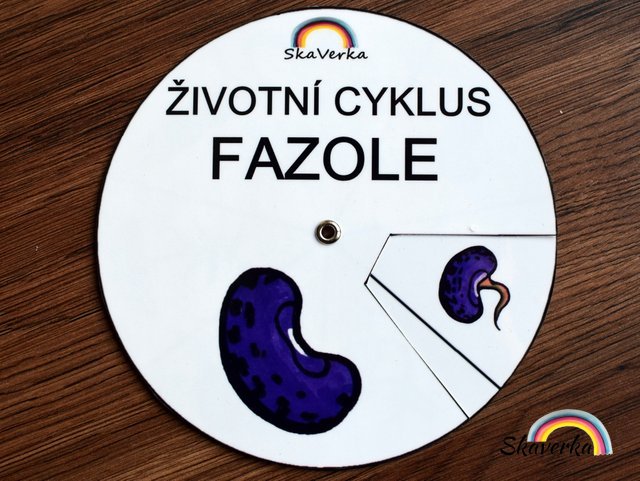 Životní cyklus v kolečku – Fazole - Varianta: PDF