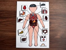 Poznej lidské tělo – Orgány (pdf)