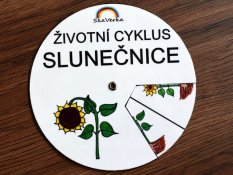Životní cyklus v kolečku – Slunečnice
