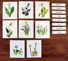 Výukové karty - Jarní květiny
